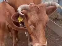 بقرة, Latvian Blue cattle — الصورة 4