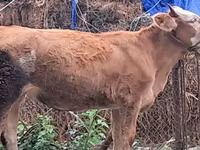 Buğa, Simmental cattle — foto 3