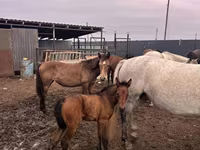 Madyan, Kazakh horse — foto 3