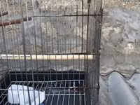 Böyük ölçülü quş qəfəsi - Material: metal barmaqlıqlar, plastik — 2-rasm