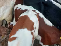 Бұқа, Simmental cattle — 3-сурет
