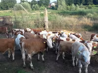 Buğa, Simmental cattle — foto 1