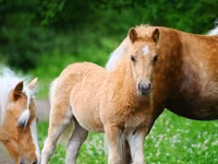خيول (دفعة، الجنس غير محدد), Shetland Pony — الصورة 2