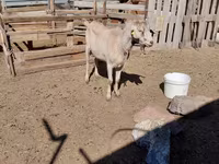 Ziegenbock, Saanen goat — Foto 2