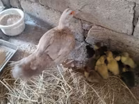 Ducks — 1-rasm