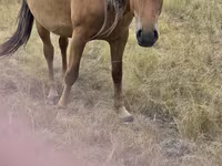 Stute, Kazakh horse — Foto 3