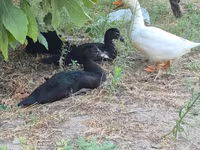Ducks — foto 2