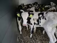 Toro, Simmental cattle — foto 2