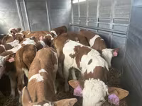 Toro, Simmental cattle — foto 2