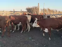 Бұқа, Simmental cattle — 2-сурет