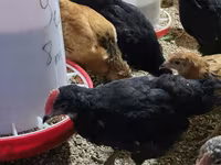 Chickens — foto 4