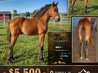Caballo, Rocky Mountain Horse — foto 1