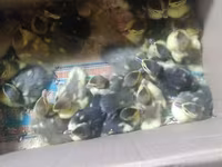 Ducks — फ़ोटो 2