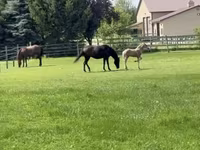 فرس, Rocky Mountain Horse — الصورة 5