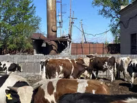 Buğa, Simmental cattle — foto 5