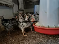 Chickens — الصورة 3