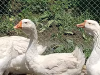 Geese — foto 4