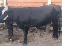 Сиыр, Russian Black pied cattle — 2-сурет