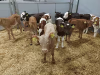 İnək, Simmental cattle — foto 1