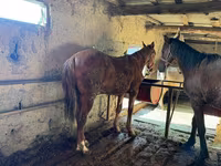 حصان, Horse breed — الصورة 5