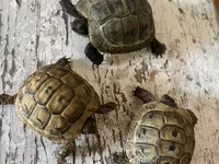 Quru tısbağa balaları - Növ: Quru tısbağa (Testudo tipli) - Ölçü — фото 3
