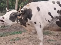 Kuh, Russian Black pied cattle — Foto 5