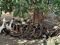 Ducks — Foto 2