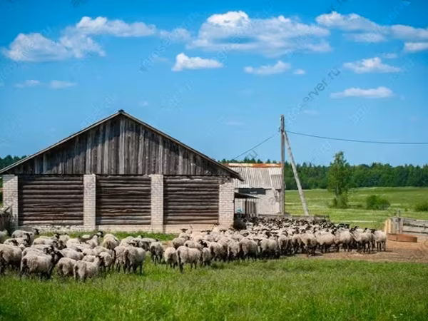 Carnero, Romanov sheep