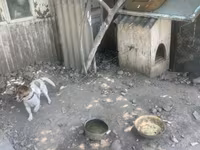 Kiçik ölçülü it evi – it üçün taxta budka - Material: qalın taxta — foto 5