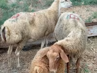 نعجة, Apsheron sheep — الصورة 4
