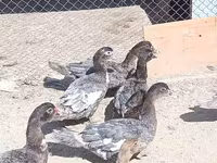 Ducks — الصورة 1
