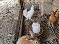 Chickens — 2-сурет