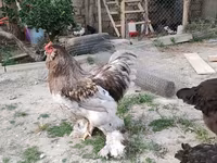 Brahma — photo 5