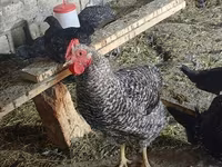 Chickens — 7-rasm