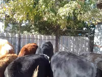 İribuynuzlu mal-qara (partiya, cinsi göstərilməyib), Swiss cattle — foto 3