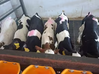 Bulle, Russian Black pied cattle — Foto 3