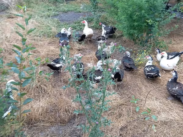 Ducks