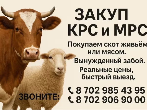 Vaca, Ganado vacuno