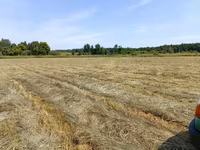 Сено луговое 2025 — फ़ोटो 3
