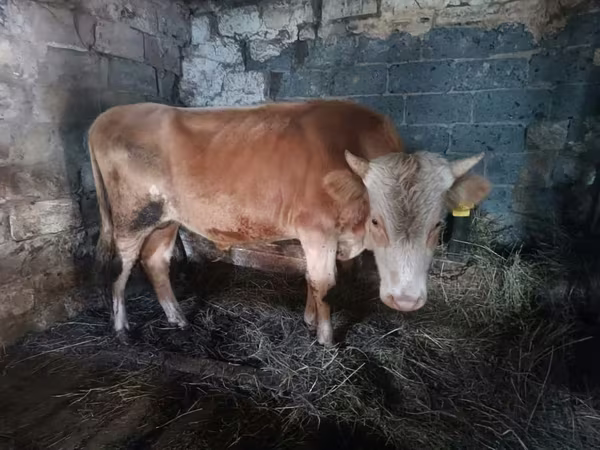 Buğa, Simmental cattle