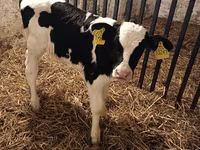 Buqa, Russian Black pied cattle — 4-rasm