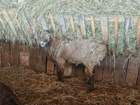 أغنام (دفعة، الجنس غير محدد), Hissar sheep — الصورة 7