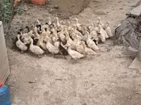 German Pekin — photo 1
