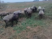 Oveja, Ovejas — foto 3