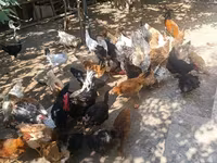 Chickens — الصورة 5