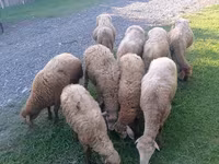 Ovejas (lote, sexo no especificado), Ovejas — foto 1