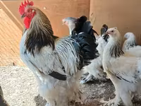 براهما — الصورة 6