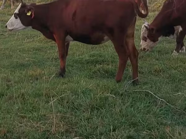Kuh, Kasachische Weißkopfkuh