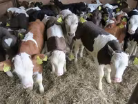 Bulle, Simmental cattle — Foto 7