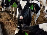 Sigir, Russian Black pied cattle — 7-rasm